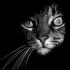 catwoman13 avatar