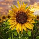 Profile picture for user HANS-elie53