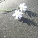 Profile picture for user Marieanna