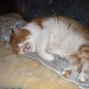 Profile picture for user garfield73