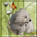 Profile picture for user aerolucy