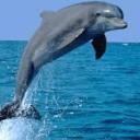 Profile picture for user Delfin72