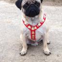Profile picture for user Thermo-Mops