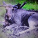Profile picture for user Sverige