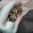Profile picture for user Ute -Gismo