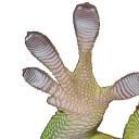 Profile picture for user VeganGeckopfote
