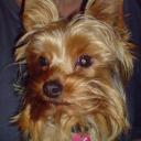 Profile picture for user gabriele888