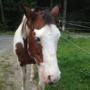 Profile picture for user Gypsy Rose