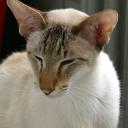 Profile picture for user Katzenanita