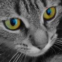 Profile picture for user Xelim