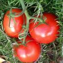 Profile picture for user Tante Tomate