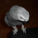 Profile picture for user Nerolino