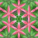 Profile picture for user Gela kocht