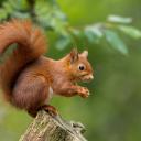 Profile picture for user Thermo-Eichhörnchen