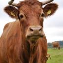 Profile picture for user WildeHilde1983