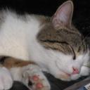 Profile picture for user Katzenpapa