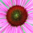 Profile picture for user knurpselfrau