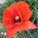 Profile picture for user Küchenhexe0815