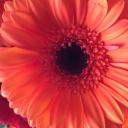 Profile picture for user Glitzerhummel