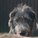 Profile picture for user Wolfhound