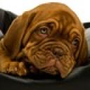 Profile picture for user heike11