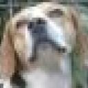 Profile picture for user beagleelto