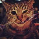 Profile picture for user Ms_Elli