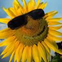 Profile picture for user sonnenblumensusi