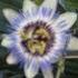 Profile picture for user Die_PassionsBlume