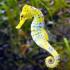 Profile picture for user seahorse