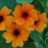 Profile picture for user thunbergia