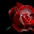 Profile picture for user Kerstin Kruse