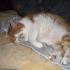 Profile picture for user garfield73