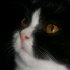 Profile picture for user BibiMo