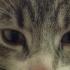 Profile picture for user catvicky
