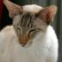 Profile picture for user Katzenanita