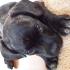 Profile picture for user Rottweiler