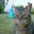 Profile picture for user Fantasycat