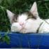Profile picture for user Cool Cat
