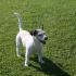 Profile picture for user Bad Dog Charly