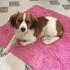 Profile picture for user Kooikerhondje❤️