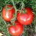 Profile picture for user Tante Tomate