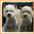 Profile picture for user SAMY02