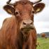 Profile picture for user WildeHilde1983