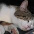 Profile picture for user Katzenpapa