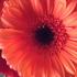 Profile picture for user Glitzerhummel