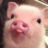 Profile picture for user petromina