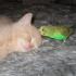 Profile picture for user Maikatze