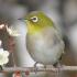 Profile picture for user Früher Vogel