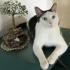 Profile picture for user Bea mit Katzen
